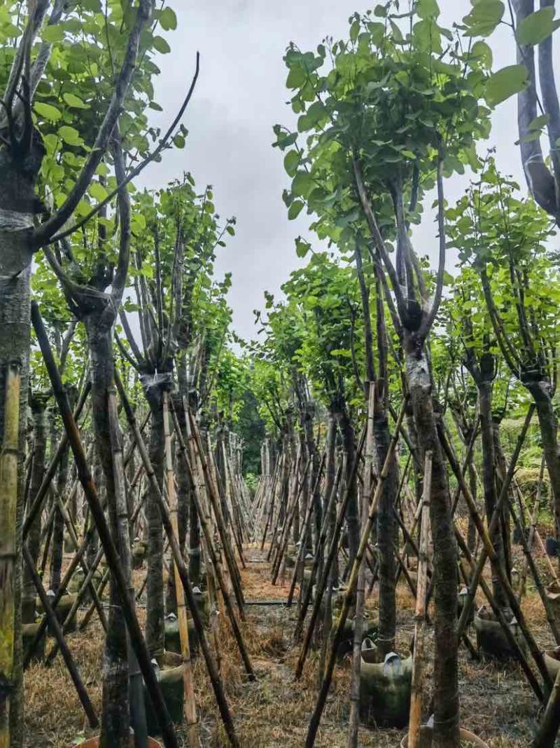 宫粉紫荆基地直销规格齐全有需要的老板欢迎来电洽谈合作