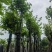 宫粉紫荆基地直销规格齐全有需要的老板欢迎来电洽谈合作
