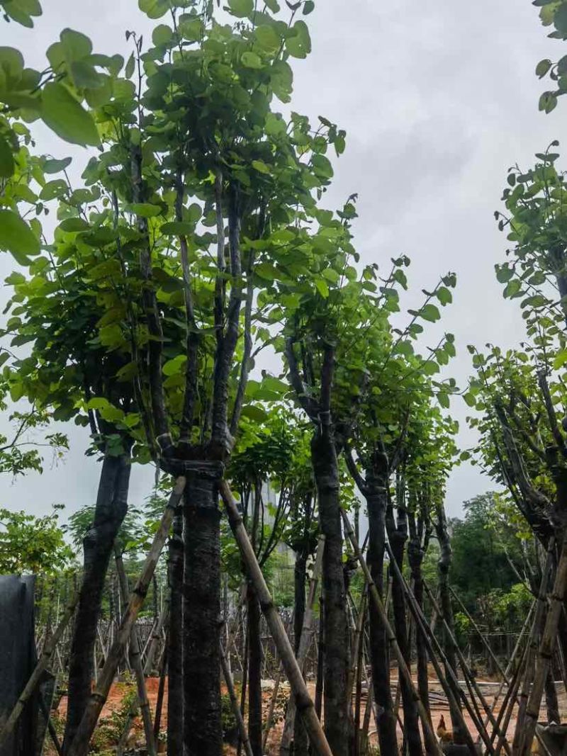 宫粉紫荆基地直销规格齐全有需要的老板欢迎来电洽谈合作