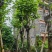宫粉紫荆基地直销规格齐全有需要的老板欢迎来电洽谈合作