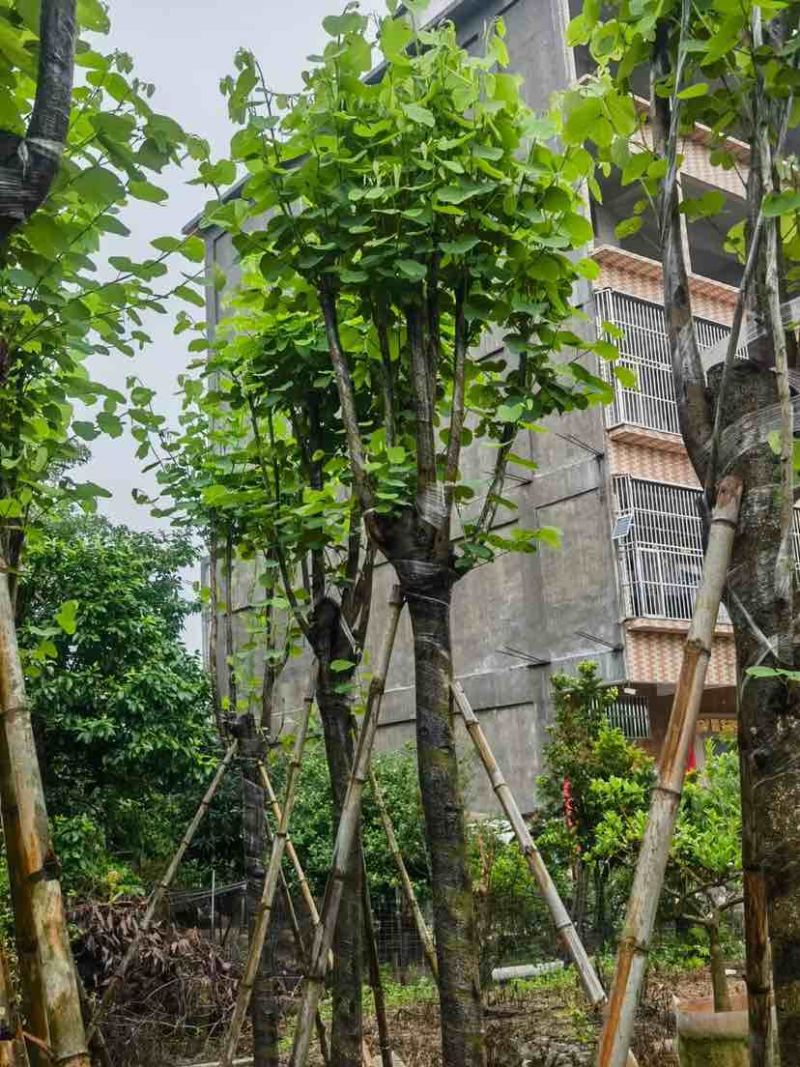 宫粉紫荆基地直销规格齐全有需要的老板欢迎来电洽谈合作