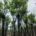宫粉紫荆基地直销规格齐全有需要的老板欢迎来电洽谈合作