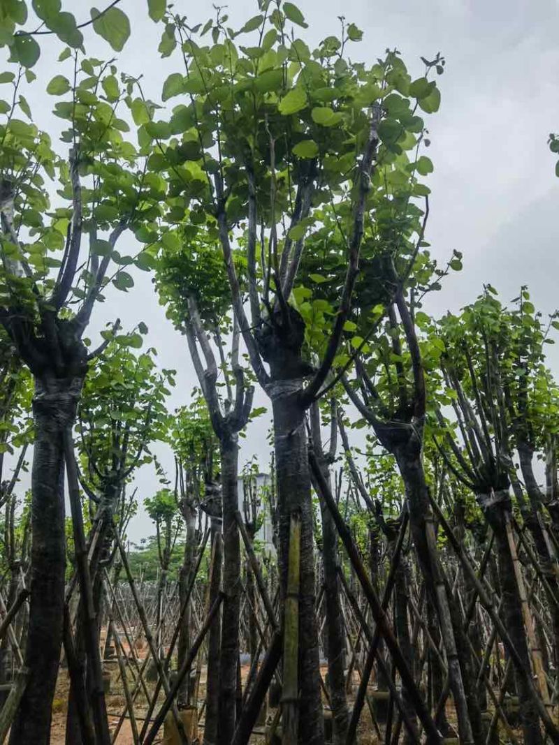 宫粉紫荆基地直销规格齐全有需要的老板欢迎来电洽谈合作