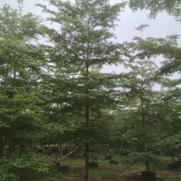 小叶榄仁树基地直销规格齐全有需要的老板欢迎来电洽谈合作