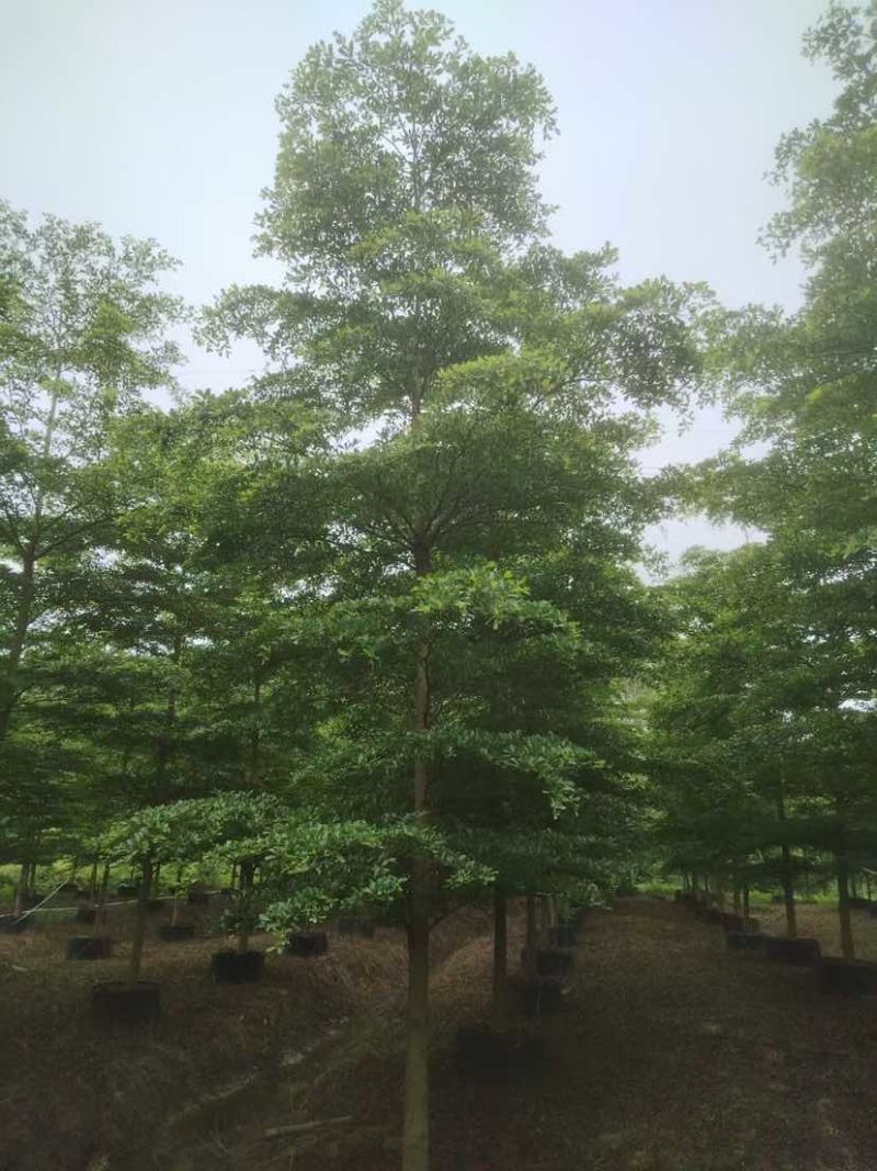 小叶榄仁树基地直销规格齐全有需要的老板欢迎来电洽谈合作