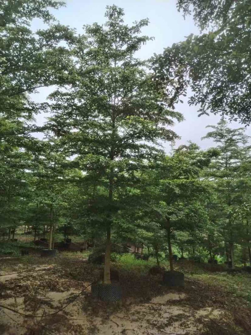 小叶榄仁树基地直销规格齐全有需要的老板欢迎来电洽谈合作