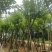 宫粉紫荆基地直销规格齐全有需要的老板欢迎来电洽谈合作