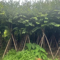 宫粉紫荆基地直销规格齐全有需要的老板欢迎来电洽谈合作