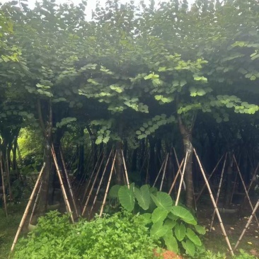 宫粉紫荆基地直销规格齐全有需要的老板欢迎来电洽谈合作