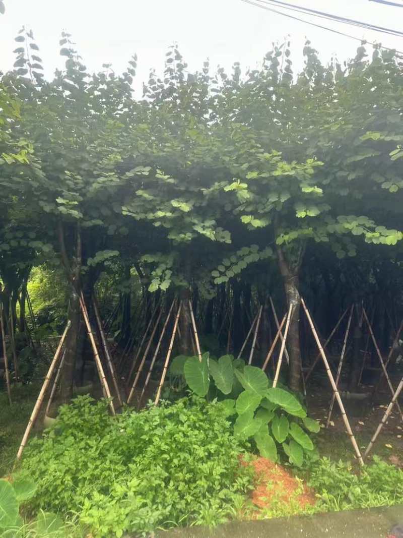 宫粉紫荆基地直销规格齐全有需要的老板欢迎来电洽谈合作