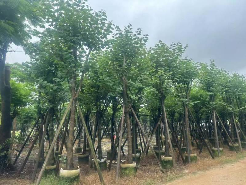 宫粉紫荆基地直销规格齐全有需要的老板欢迎来电洽谈合作
