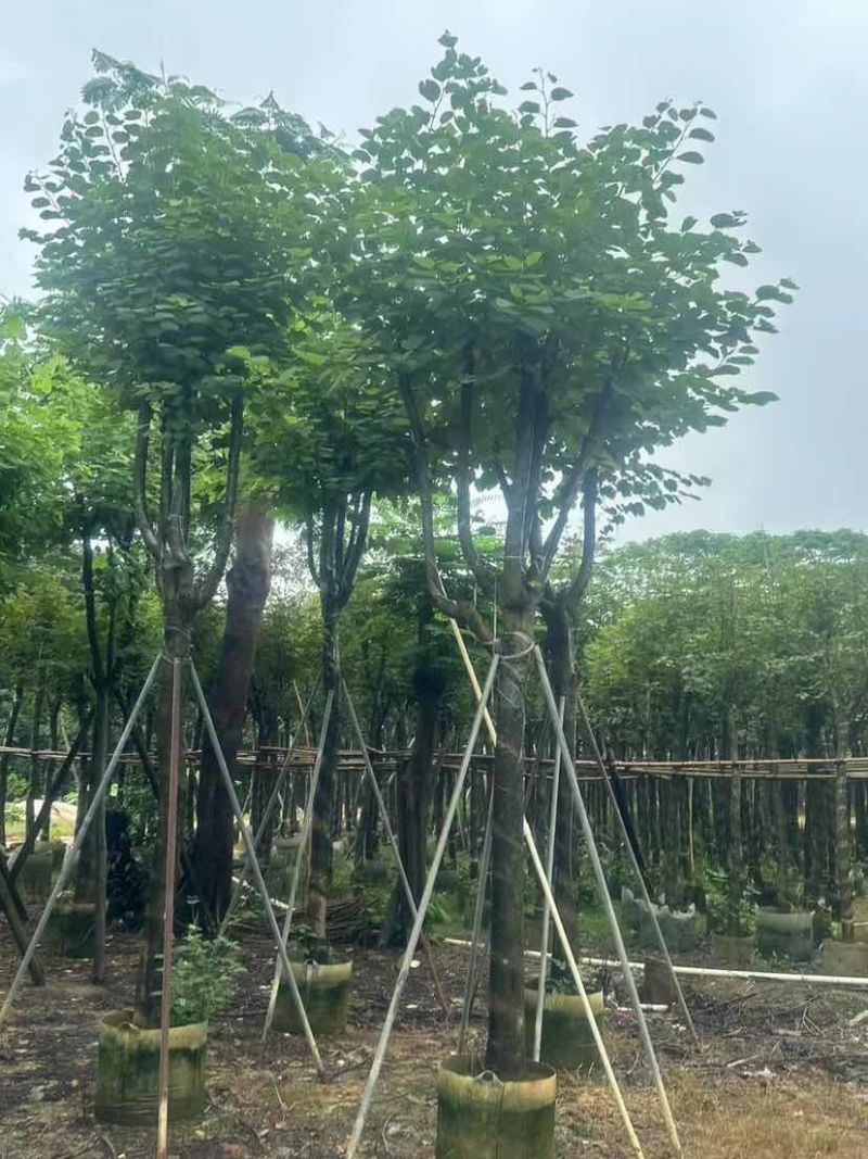 宫粉紫荆基地直销规格齐全有需要的老板欢迎来电洽谈合作