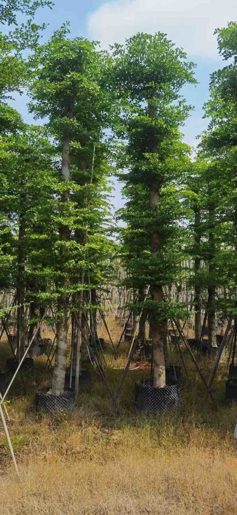 造托小叶榄仁树基地直销规格齐全有需要的老板欢迎来电洽谈