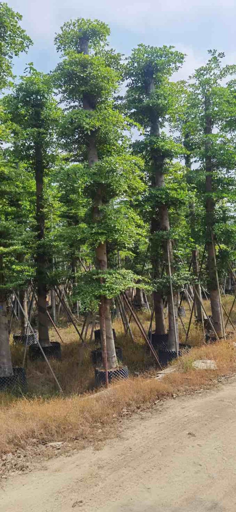 造托小叶榄仁树基地直销规格齐全有需要的老板欢迎来电洽谈