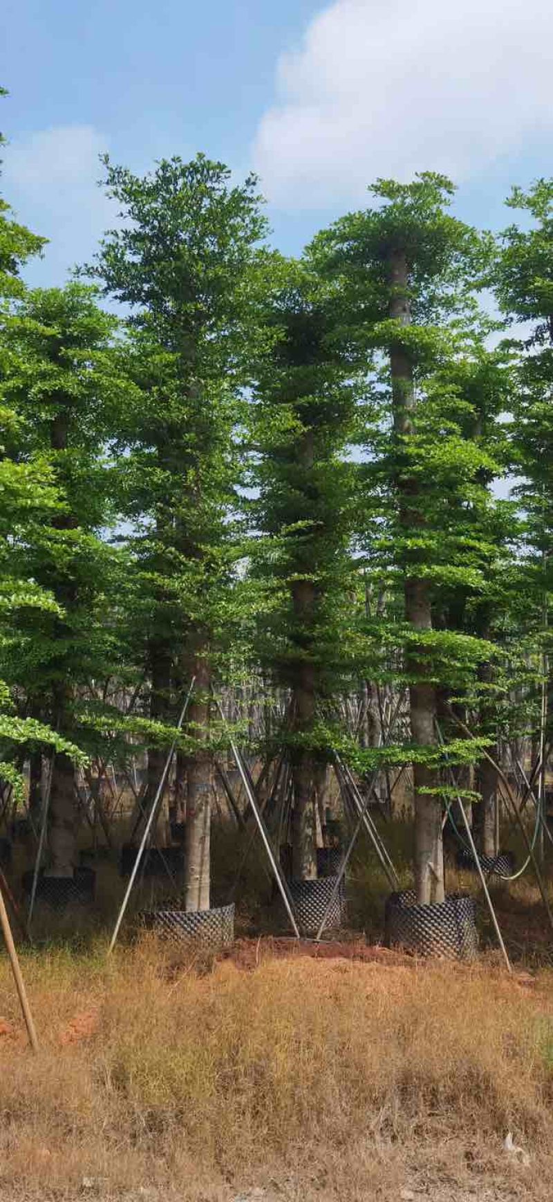 造托小叶榄仁树基地直销规格齐全有需要的老板欢迎来电洽谈