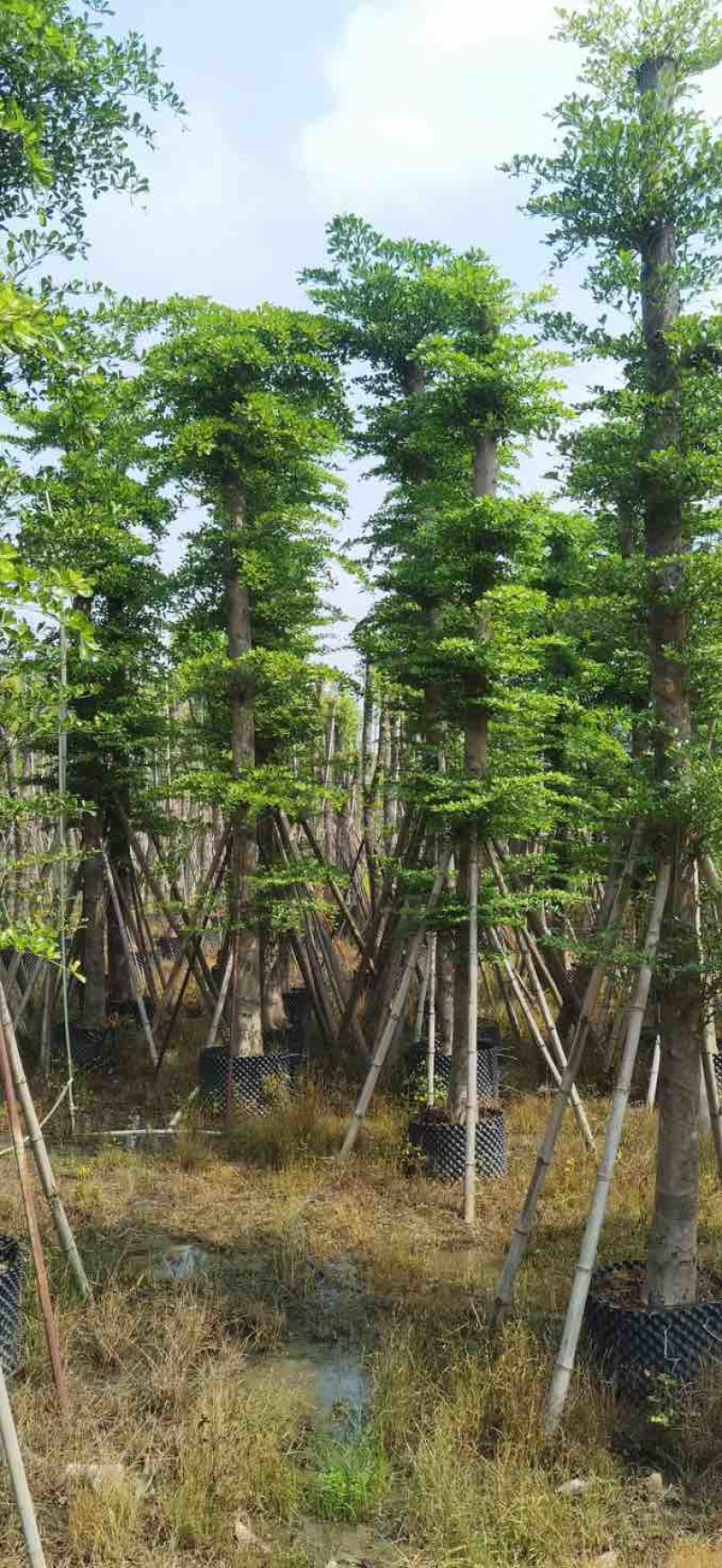 造托小叶榄仁树基地直销规格齐全有需要的老板欢迎来电洽谈