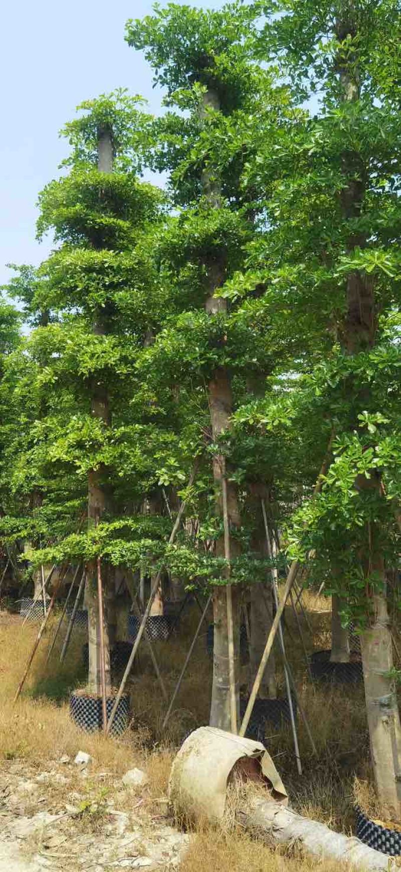 造托小叶榄仁树基地直销规格齐全有需要的老板欢迎来电洽谈