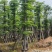 造托小叶榄仁树基地直销规格齐全有需要的老板欢迎来电洽谈