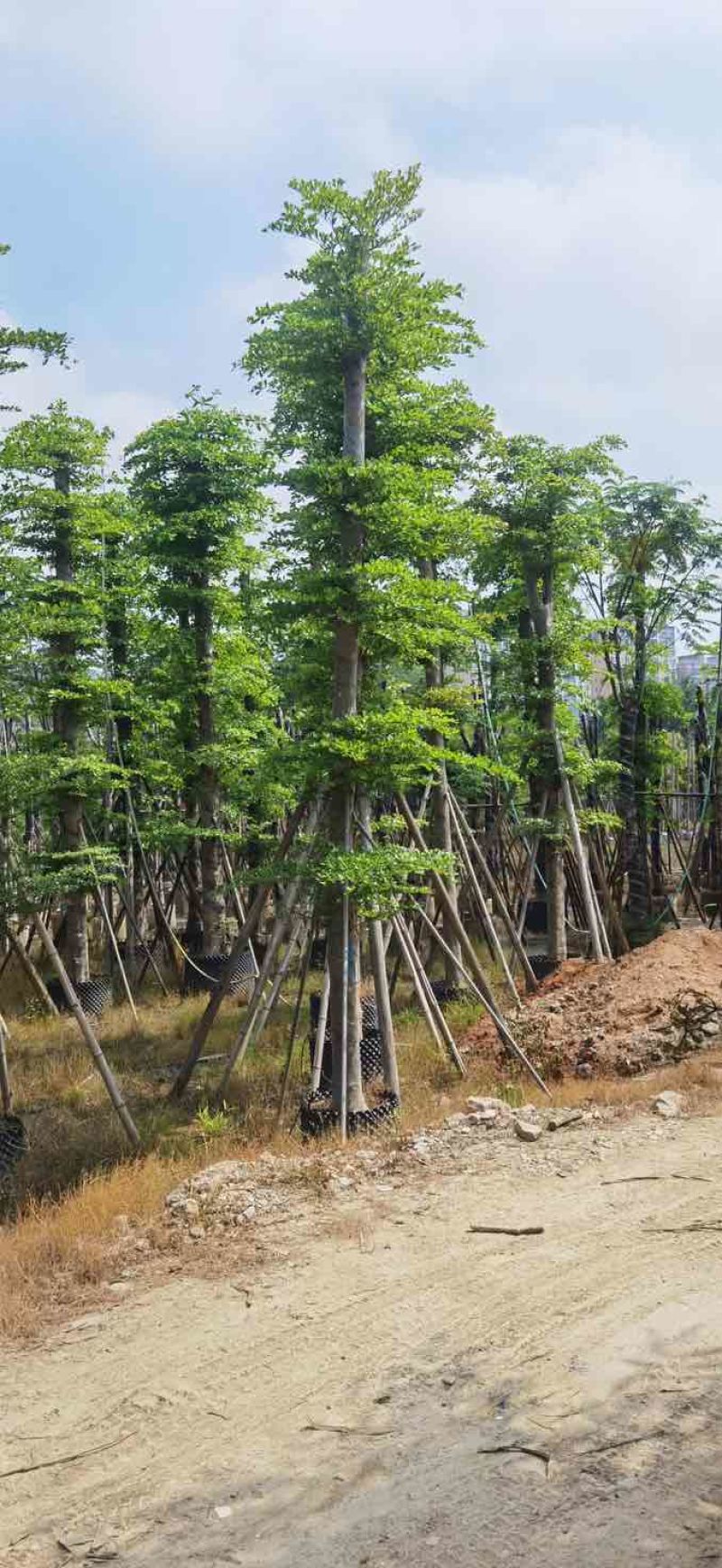 造托小叶榄仁树基地直销规格齐全有需要的老板欢迎来电洽谈