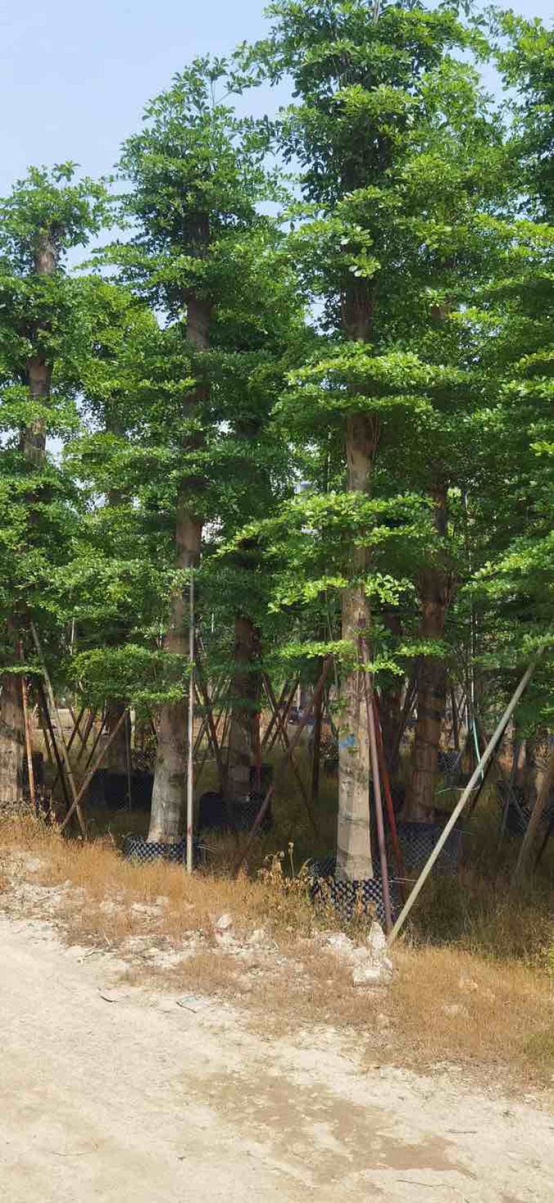 造托小叶榄仁树基地直销规格齐全有需要的老板欢迎来电洽谈