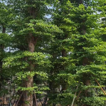 造托小叶榄仁树基地直销规格齐全有需要的老板欢迎来电洽谈