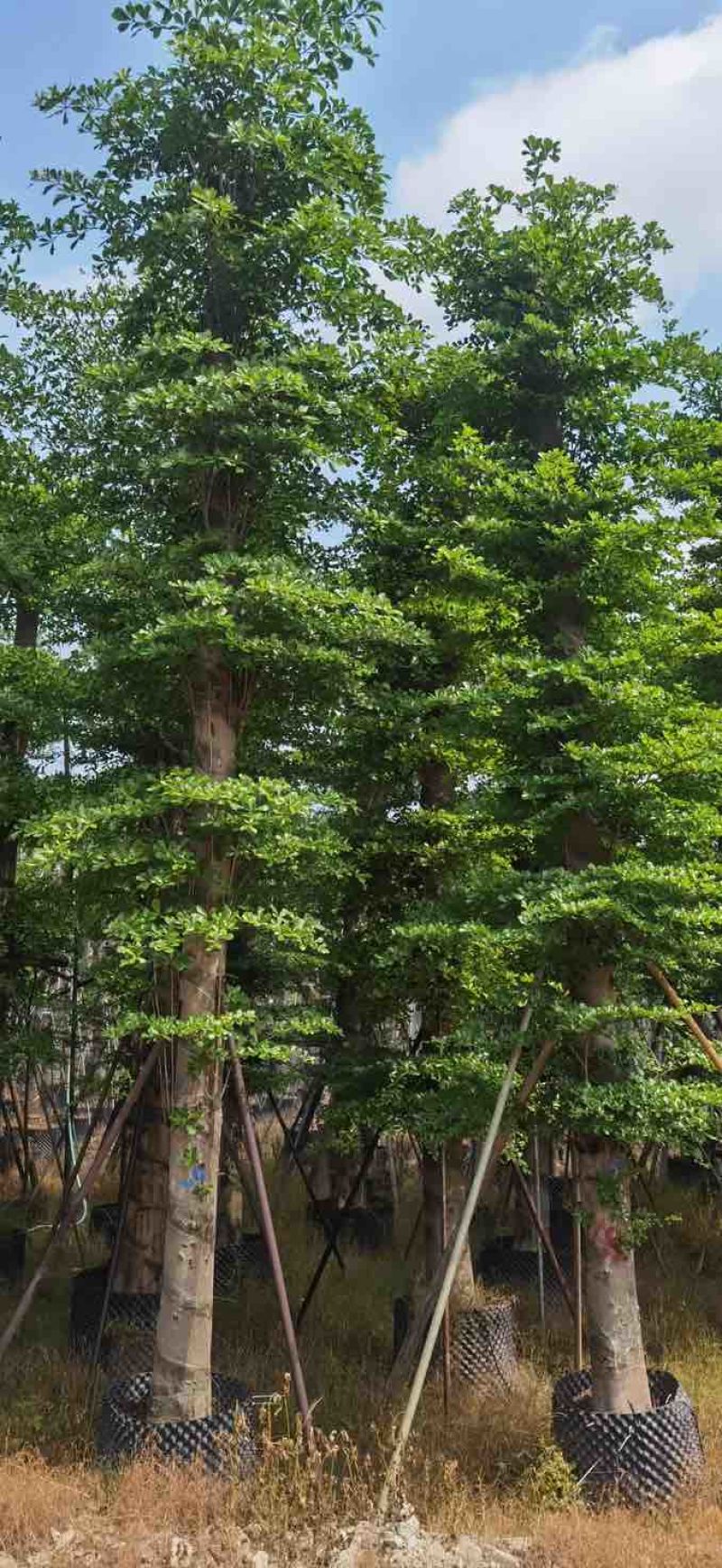 造托小叶榄仁树基地直销规格齐全有需要的老板欢迎来电洽谈