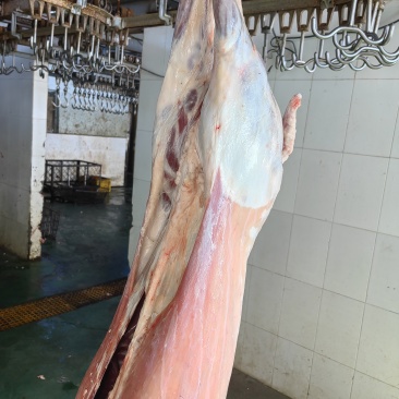 内蒙古草地散养大羊，30-50斤，纯散养，肉质紧致，质量保证