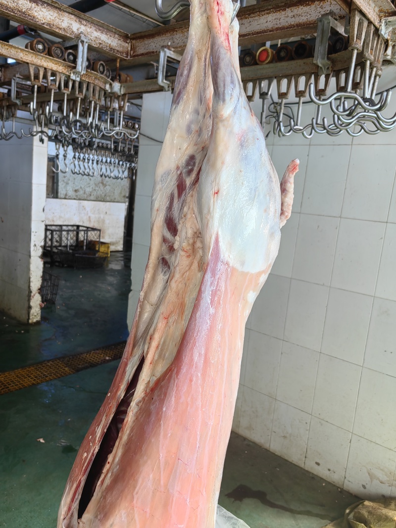 内蒙古草地散养大羊，30-50斤，纯散养，肉质紧致，质量保证