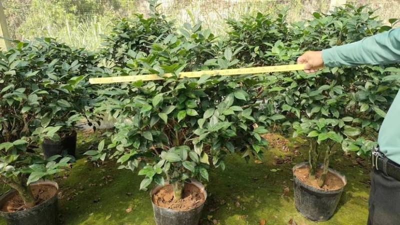 四季茶花基地直销规格齐全有需要的老板欢迎来电洽谈合作