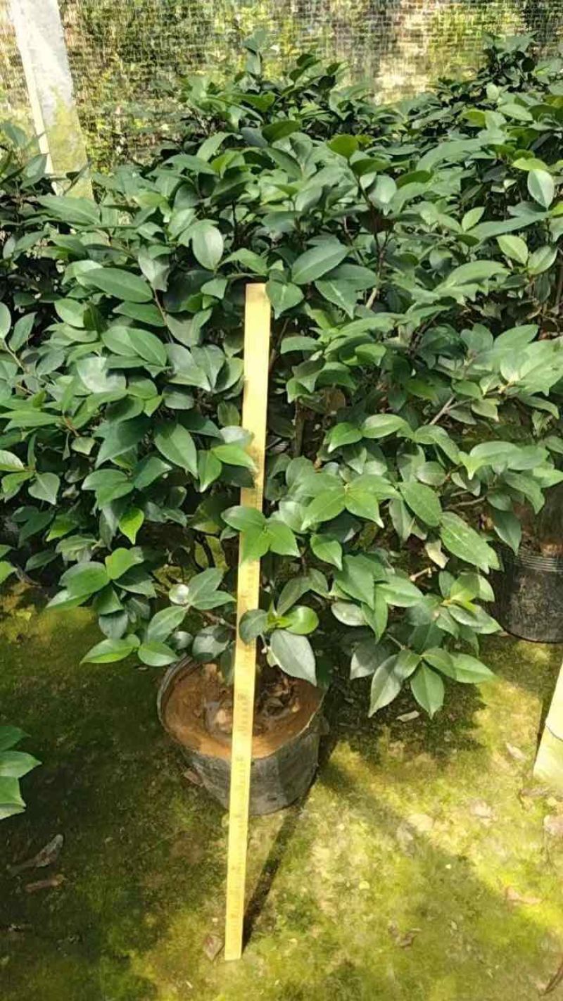 四季茶花基地直销规格齐全有需要的老板欢迎来电洽谈合作