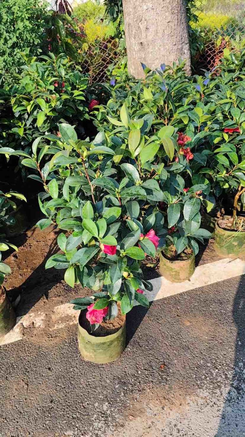 四季茶花基地直销规格齐全有需要的老板欢迎来电洽谈合作