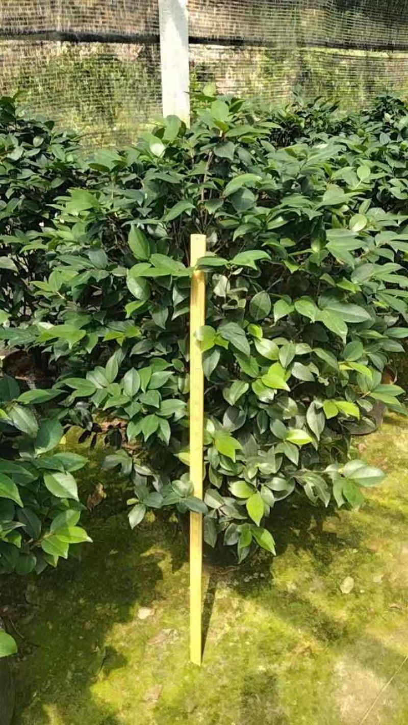 四季茶花基地直销规格齐全有需要的老板欢迎来电洽谈合作