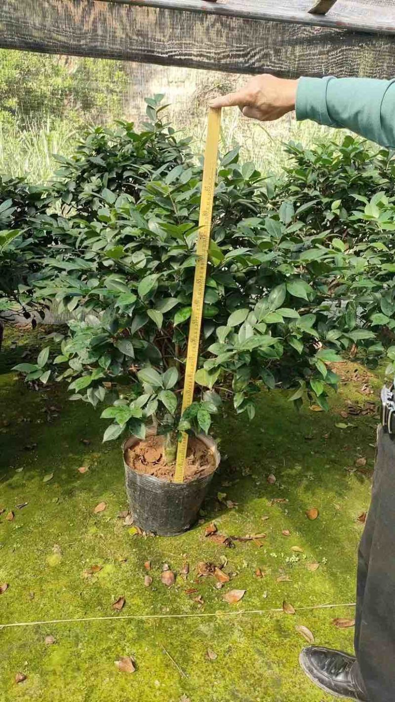 四季茶花基地直销规格齐全有需要的老板欢迎来电洽谈合作