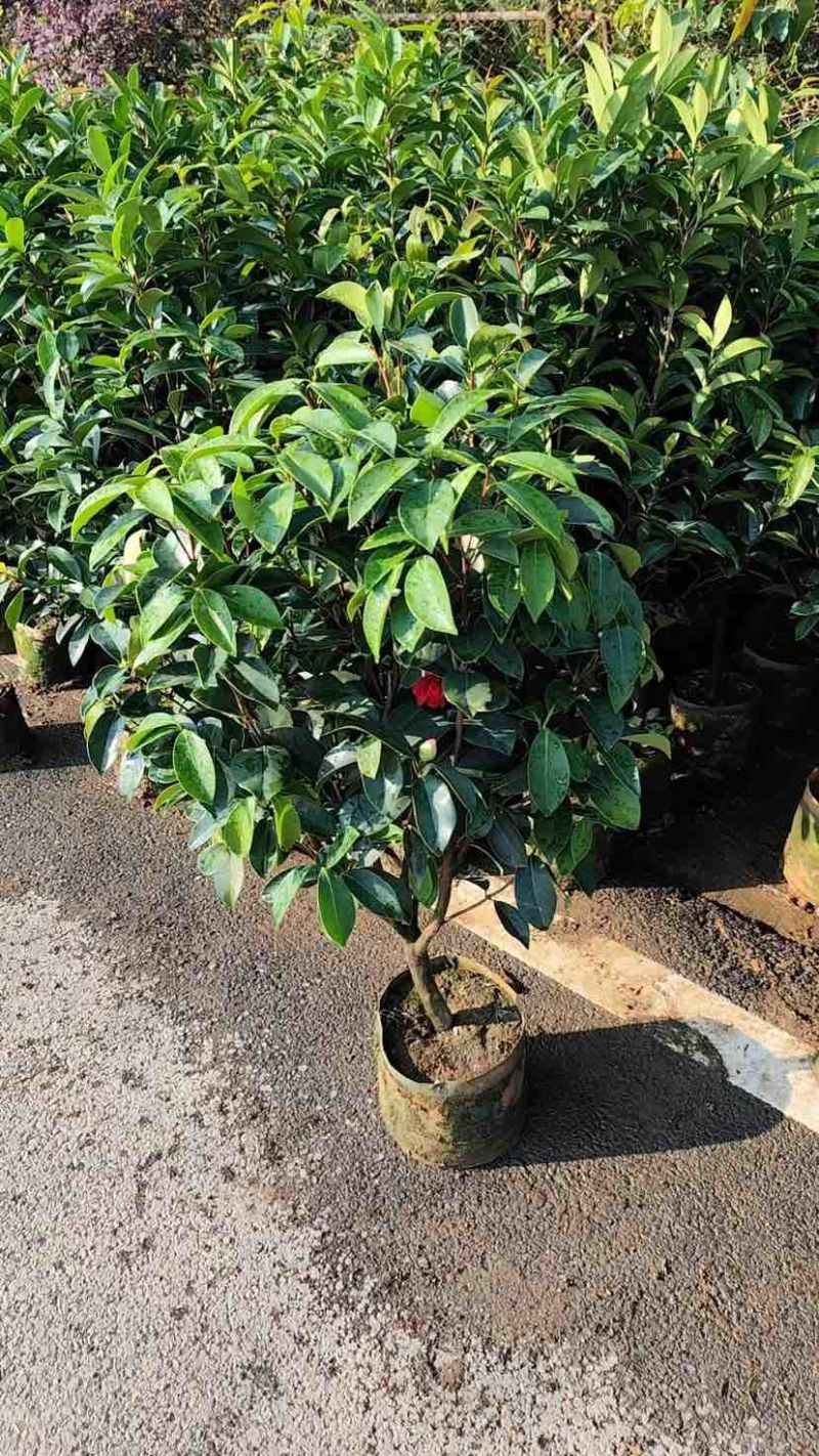 四季茶花基地直销规格齐全有需要的老板欢迎来电洽谈合作