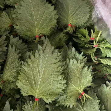大量散叶，捆好的叶子，欢迎大家抢购