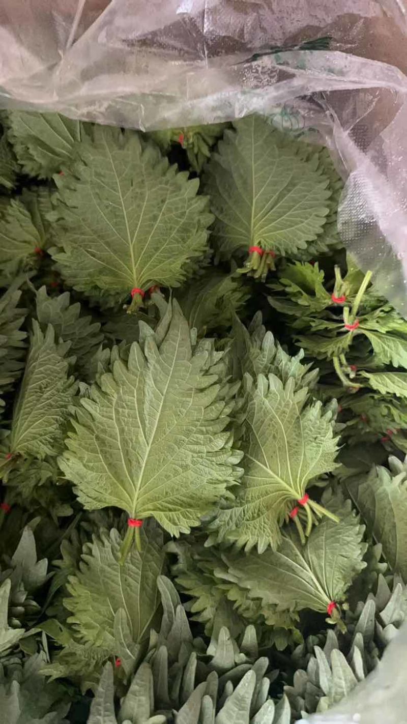 大量散叶，捆好的叶子，欢迎大家抢购