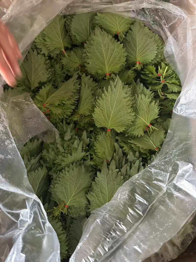 大量散叶，捆好的叶子，欢迎大家抢购