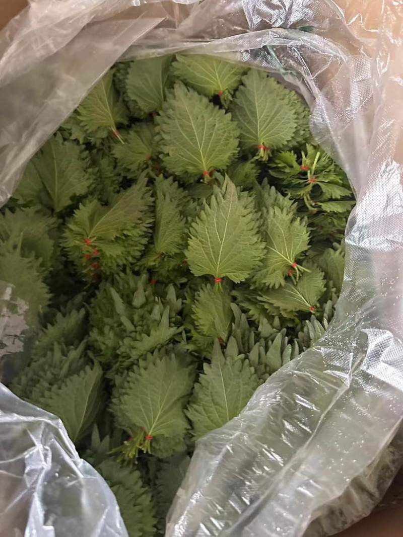 大量散叶，捆好的叶子，欢迎大家抢购