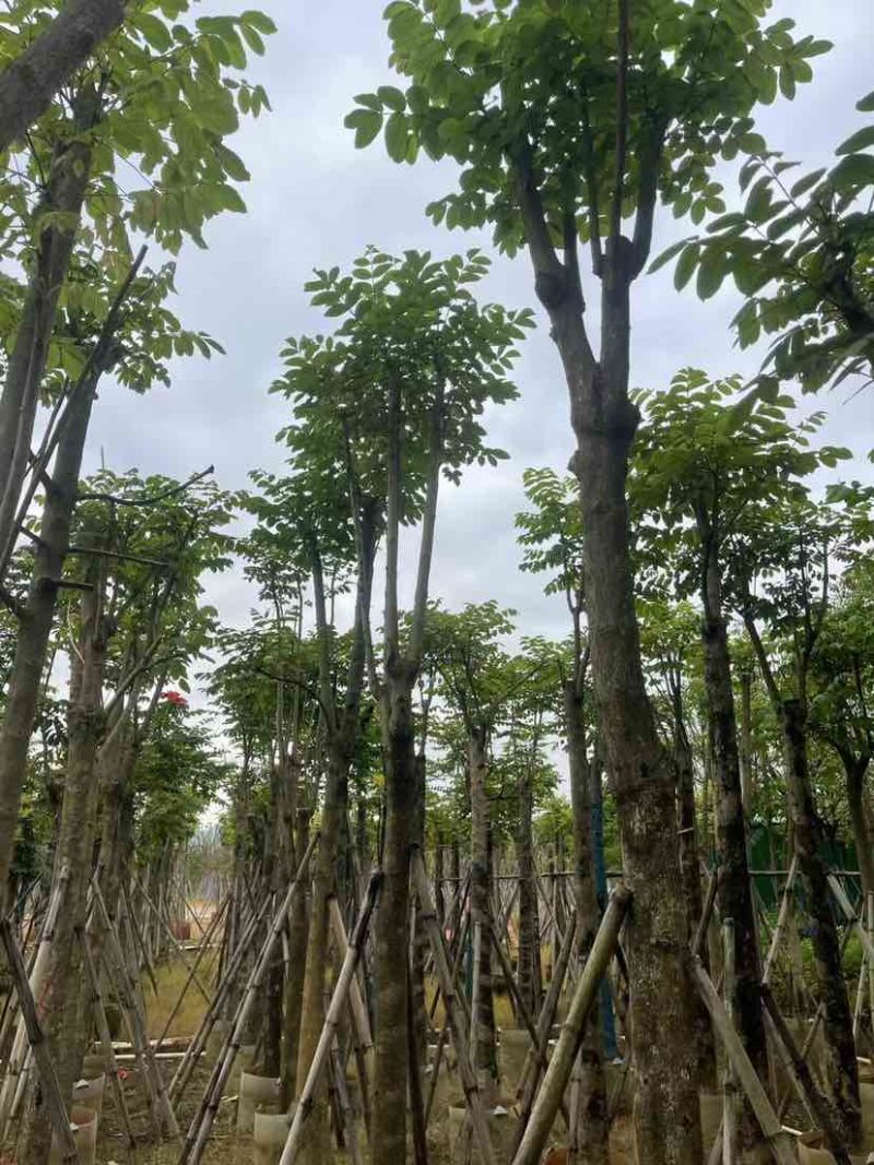 骨架火焰木基地直销规格齐全有需要的老板欢迎来电洽谈合作