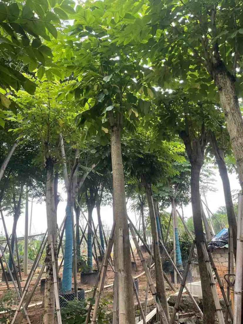 骨架火焰木基地直销规格齐全有需要的老板欢迎来电洽谈合作