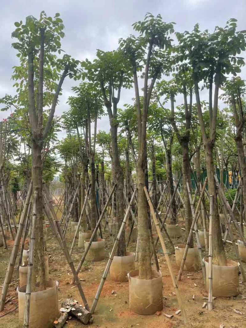 骨架火焰木基地直销规格齐全有需要的老板欢迎来电洽谈合作