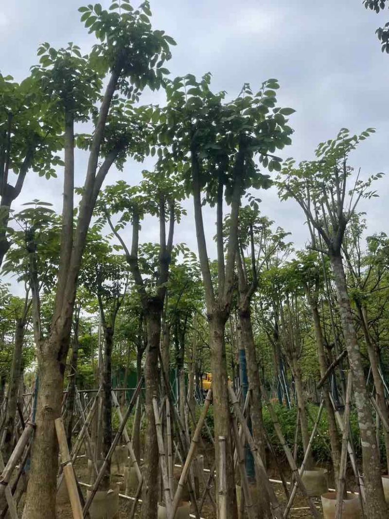 骨架火焰木基地直销规格齐全有需要的老板欢迎来电洽谈合作