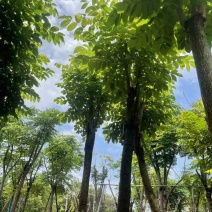 骨架火焰木基地直销规格齐全有需要的老板欢迎来电洽谈合作