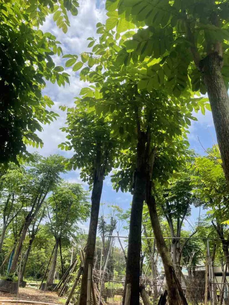 骨架火焰木基地直销规格齐全有需要的老板欢迎来电洽谈合作