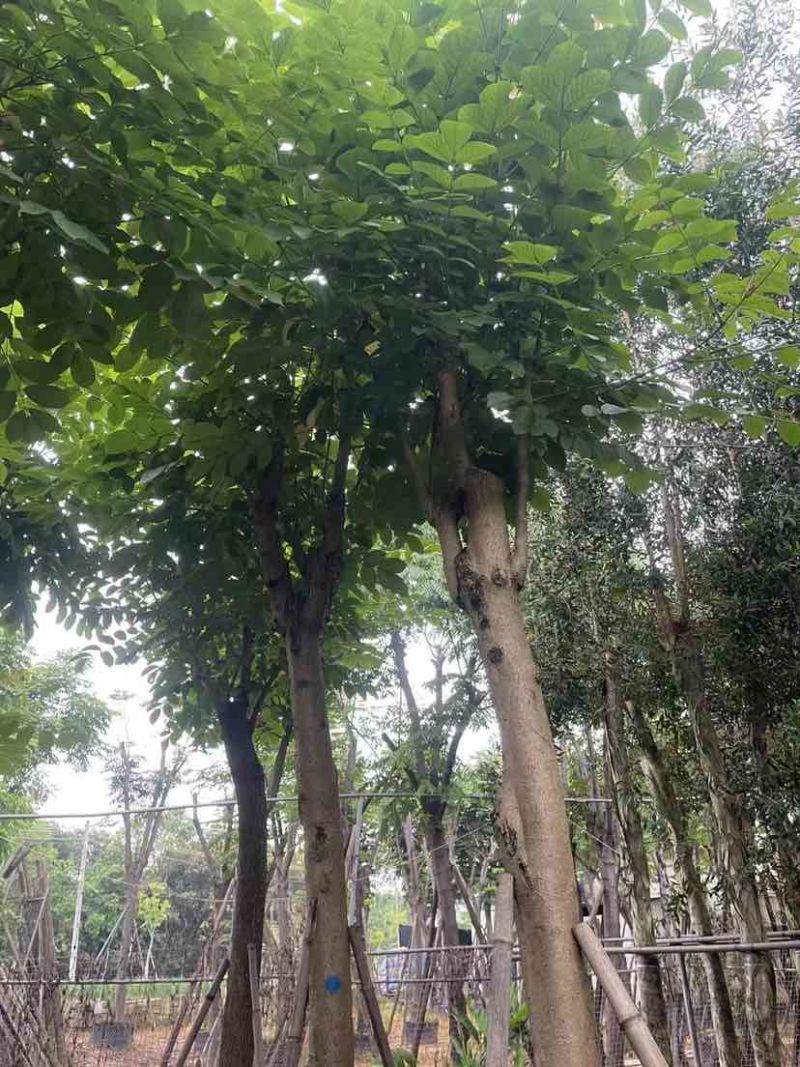 骨架火焰木基地直销规格齐全有需要的老板欢迎来电洽谈合作