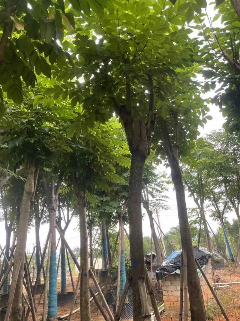 骨架火焰木基地直销规格齐全有需要的老板欢迎来电洽谈合作