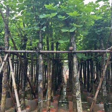 红花紫荆基地直销规格齐全有需要的老板欢迎来电洽谈合作