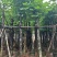 红花紫荆基地直销规格齐全有需要的老板欢迎来电洽谈合作