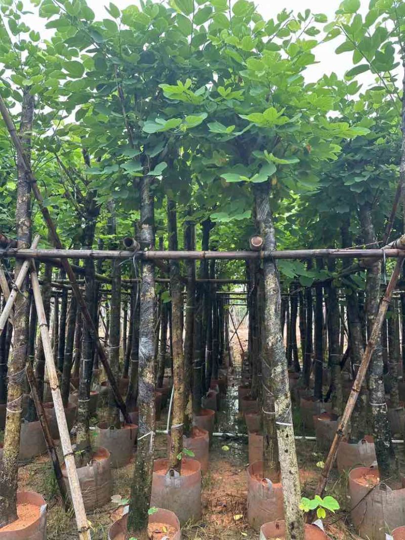 红花紫荆基地直销规格齐全有需要的老板欢迎来电洽谈合作
