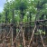 红花紫荆基地直销规格齐全有需要的老板欢迎来电洽谈合作